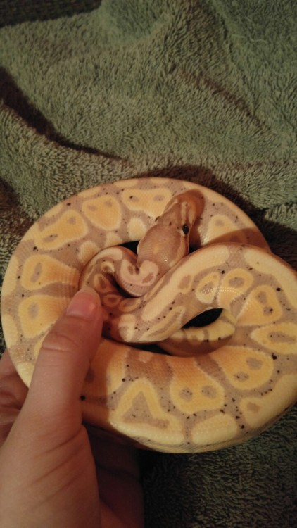 staticpoison: What a big hissy baby