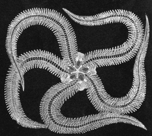 nemfrog:“A deep water starfish.” Half hours with the lower animals. c.1905. Processed image.