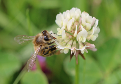 I haven&rsquo;t seen that many bees in my garden this summer, but now they are finally starting 