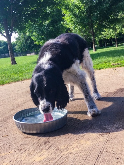 Bramble really loves water