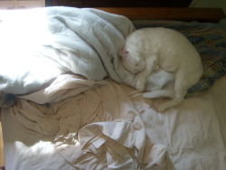 getoutoftherecat:  quit hogging all the blankets cat. 
