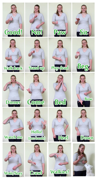 animalobservationist:  Teaching signs can be so useful for all dogs - I train shelter dogs with signs because in a busy/noisy shelter (or any loud environment or situation) there is no way I am going to be shouting “SIT!” over that noise when instead