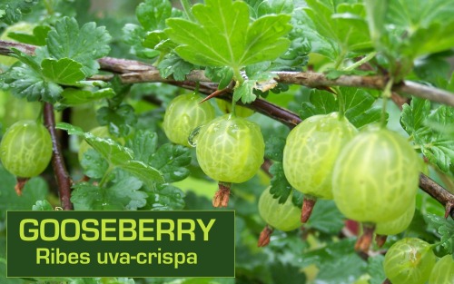 biodiverseed:I love the sweet but tart berries in the Ribes genus, which is why I have planted so many of them out in my ‘Berryland’ garden. They are generally tolerant of shade, so they make an excellent understory shrub below fruit-producing