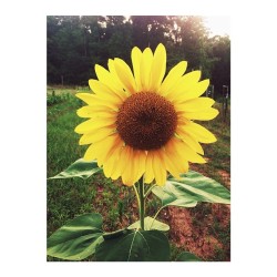 abounding-happiness:  You are my sunshine,