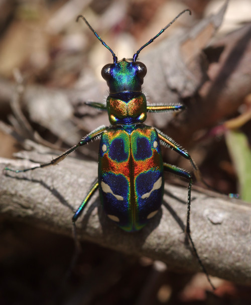 ハンミョウ- Japanese tiger beetle - Cicindela chinensis japonica