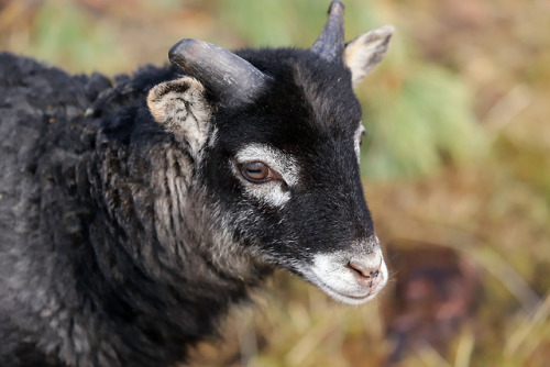 Gute sheep portraits.