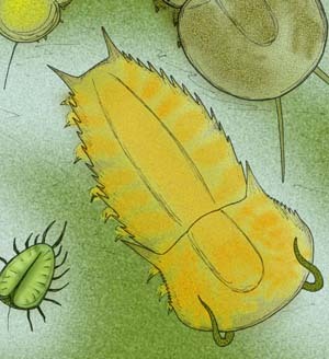 Naraoia, a flat marine arthropod from the Cambrian to the late Silurian.  Due to the struc