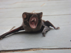 gothiccharmschool:  I AM THE NIGHT. WHY HAVE YOU WOKEN ME UP? NOOOOO! 