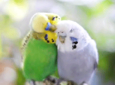 code-pi:“Budgies in Love” [x]