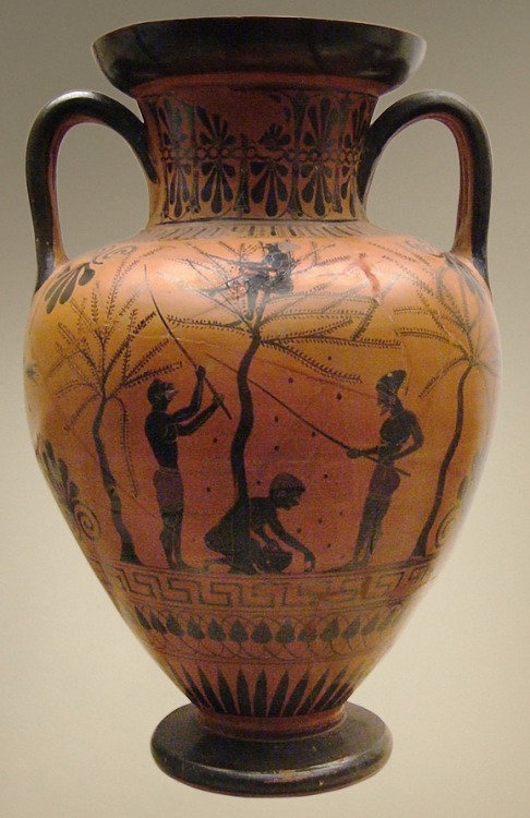 Young people gather olives. Attic black-figure neck amphora, attr. to the Antimenes Painter; ca. 520
