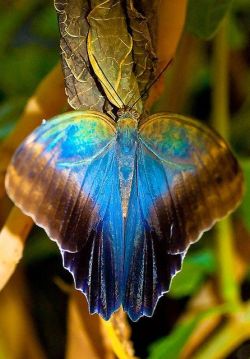 comfortspringstation:  Beautiful Moth For