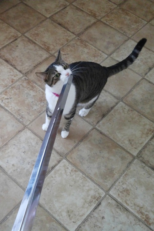 mens-rights-activia:  hameru-is-cool:  bunjywunjy:  oppa-homeless-style:     When you’re iron deficient and someone threatens you with a sword  