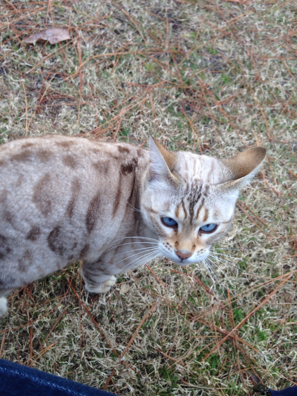 carolxne:anyway I met a really pretty n sweet kitty at work today