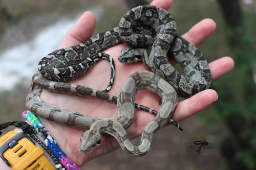 crispysnakes:1.1 half siblings. I remember thinking Jasmine’s ‘19 babies were pretty small. Granted,