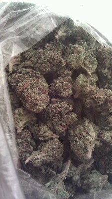 Weedporndaily Tumblr
