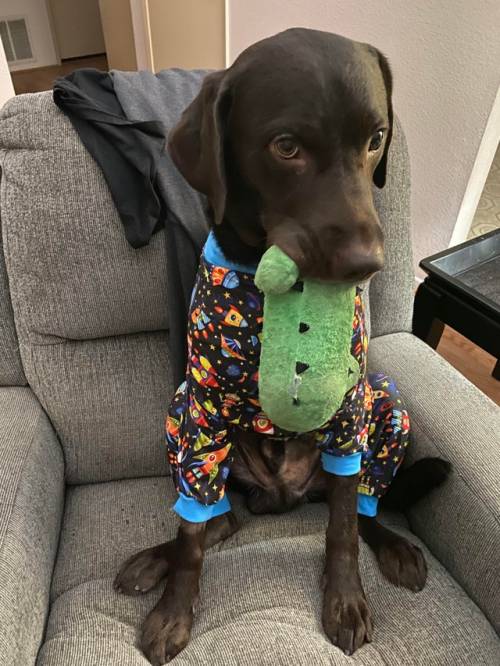 My boy Charlie Brown had surgery and has to wear a onesie to protect the incision