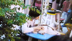 chaootic:  a duck with a dog (｡◕‿‿◕｡) 