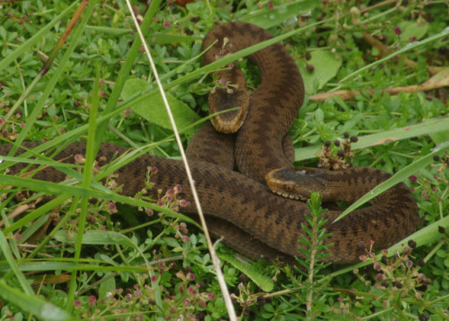 1-day old adders &lt;3