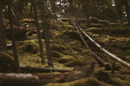 oonajuliar:My autumn moments in the woods, by the river and lakes. This is my Finland. Kymi the rive