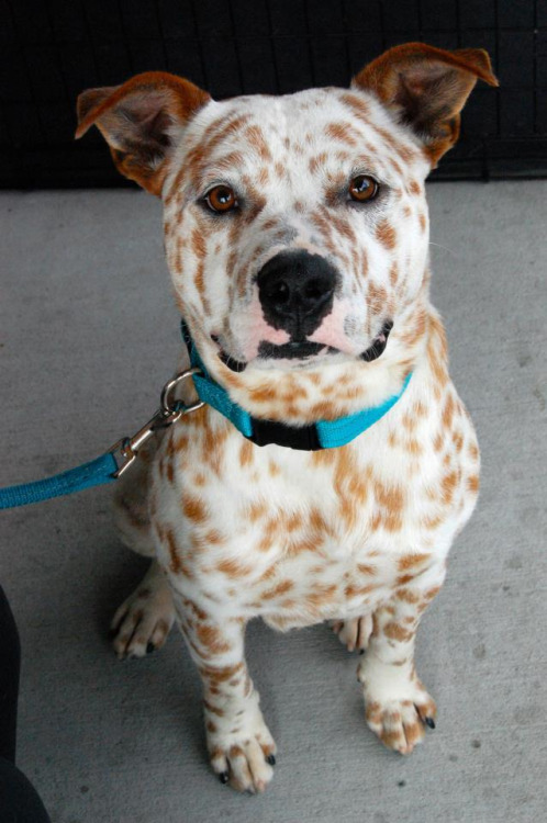 Porn FRECKLES! Ginger freckled rescue mutt; I’m photos