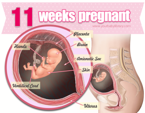 While 11 weeks pregnant, your baby is about the size of a Roma Tomato. Your baby’s arms and legs are