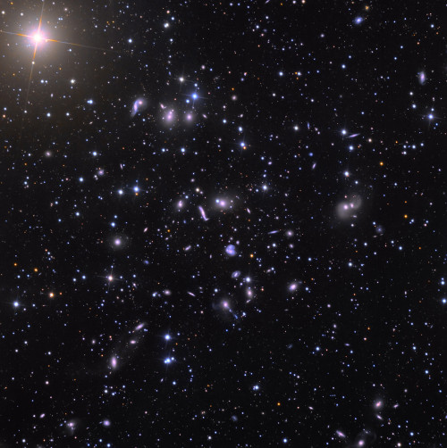 cosmicvastness:Abell Galaxy Cluster 2151 in HerculesDeep look into the night sky of the Hercules gal