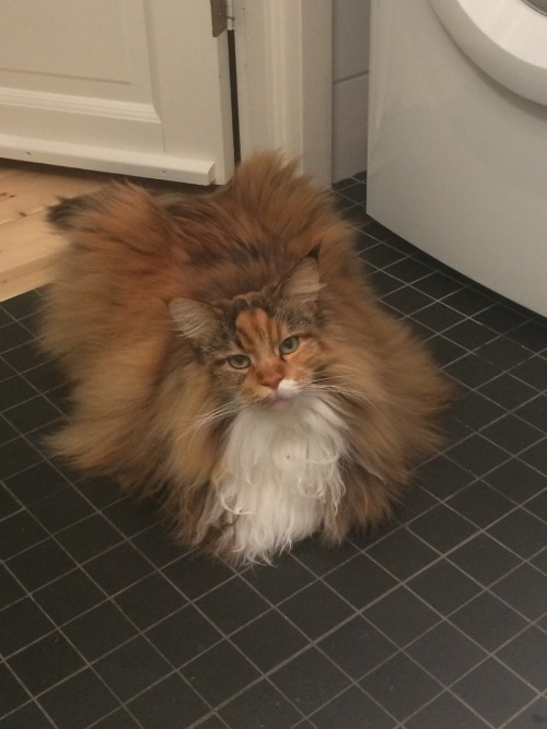 bloodstainbowbarnacle: lancrebitch: catsbeaversandducks: Pixel The Floof Monster “I’m no