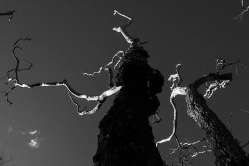 Dancing trees by LSydney Two trees, killed by a control burn in Manly Dam a couple of years ago, app