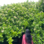 shubhangiisinha