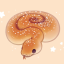 zimtpython