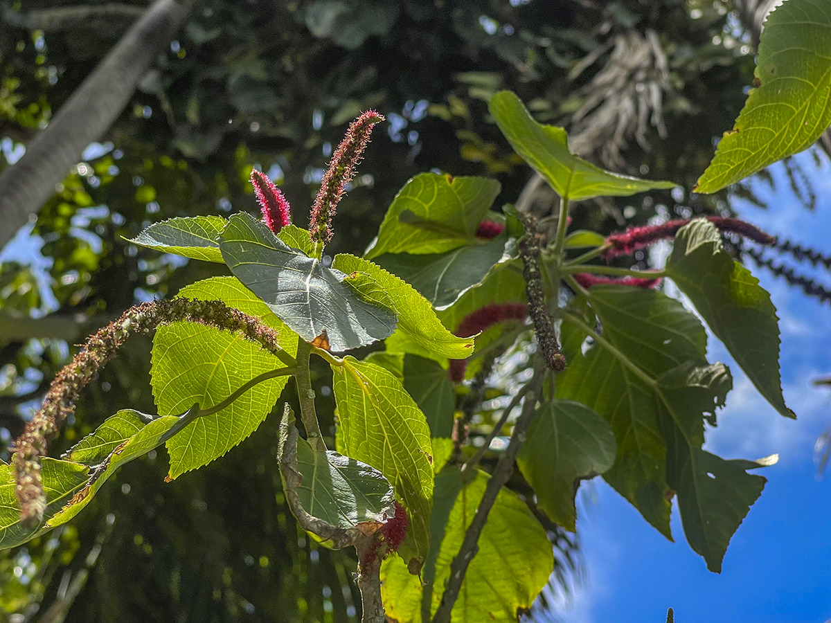 f8ace0ca0e6d31029cbde304fde9b367c67507f9