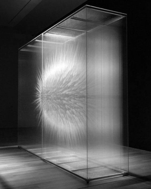 fiore-rosso:david spriggs.