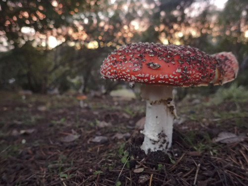 toadstool