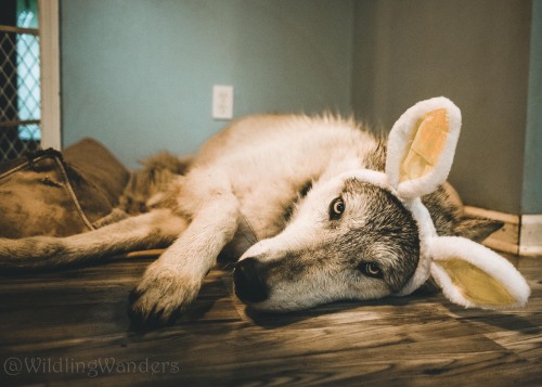 Happy Easter from this sad wolfbunny It’s storming today, so no Easter Egg hunts for him. 