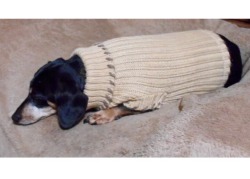 lotionpump:  concept : dogs in turtle necks