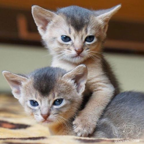 cutepetclub: From @aby.lisik: “My two little sisters so adorable” #cutepetclub [source: 