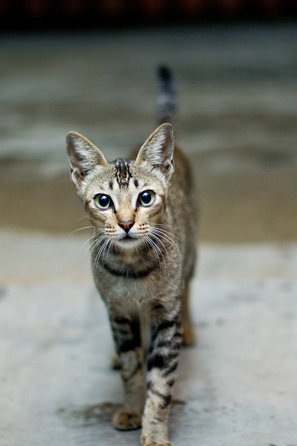 89cats:“ IMG_1681 by ConanSeow on Flickr.”