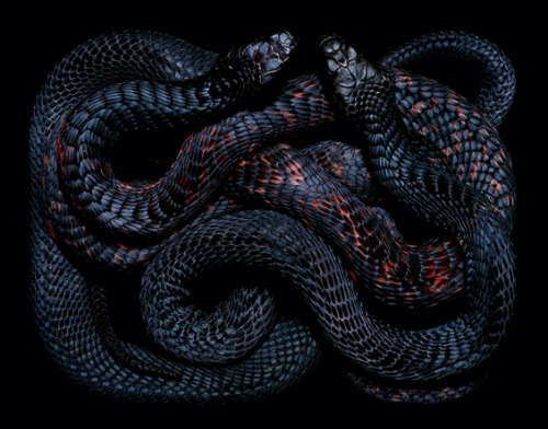 witchsbicentenary:Guido Mocafico’s Serpents