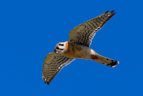 Usually Kestrels fly away soon as I stop, but this guy just hung around hunting and hovering by the 