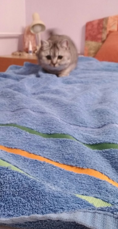 catsuggest:im Ari and im a wilde beast!! humaine dare say im fluffe and cutee!! How Dare!!! im dange