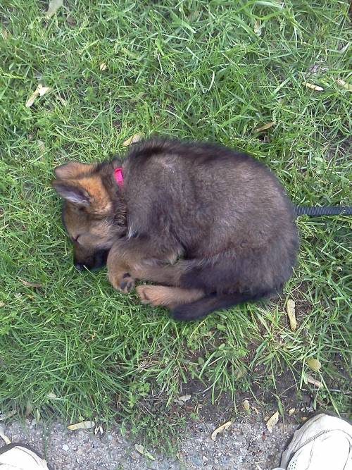 My new German Shepherd pup, all worn out!