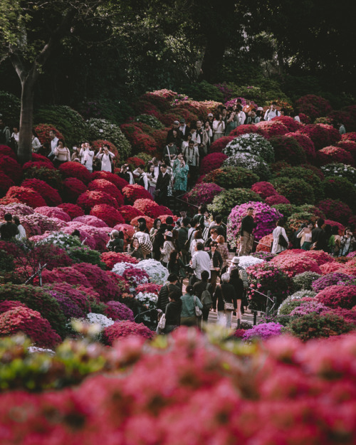 Bunkyo Azalea Festival, held at Nezu ShrineFrom mid-April until the early May, you can enjoy over 3,