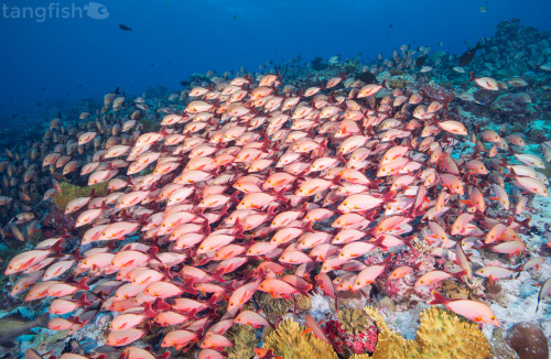 This huge school of Humpback Snapper that let me swim amongst them - photo taken at Meemu Atoll, Ind