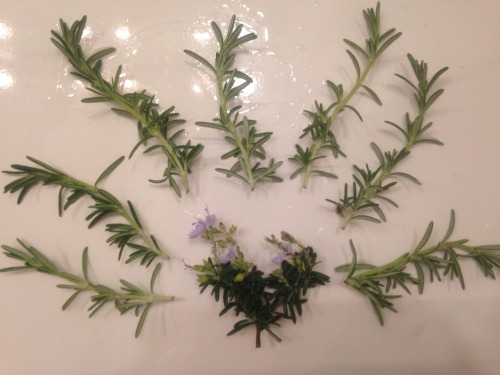 sea-star-witch:Silken webs laced over Rosemary bushes, sparkling with dew.. I picked Rosemary from m