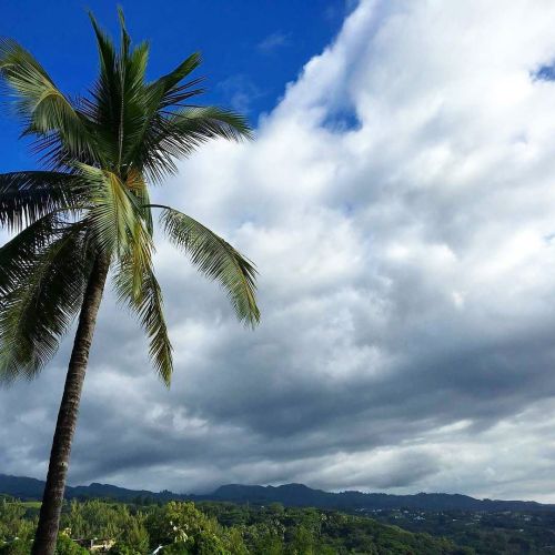 #palmtrees #tahiti #islandlife #welcometoparadise #lifeisbetterintahiti #worldtraveler #sky #world b