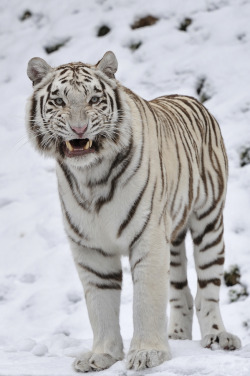 animalkingd0m:  Angry White Tigress by Josef