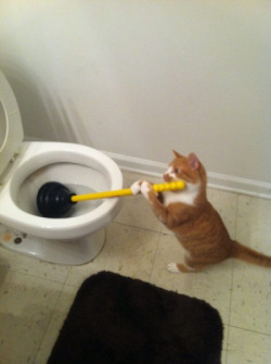 animal-factbook:  Cats are good at household