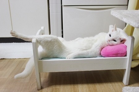 14 Animals Who Got It And Aren’t Afraid to Flaunt It
They just want you to draw them like one of your French girls.