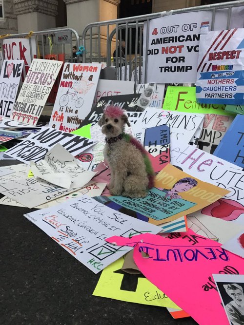 pawsapplause:Just a few of the canine heroes who marched for women and equal rights today. Thanks fo