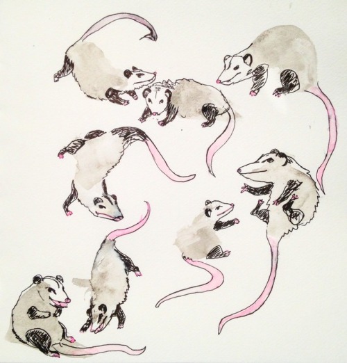 freeformtarsier:azrakabam:I just really love opossums ok@partofanincompletebreakfast